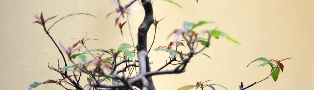 Welcome to The  Beach Cottage Wales Website